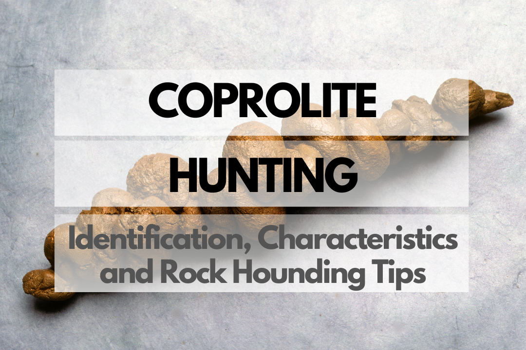 Coprolite Rock Hounding