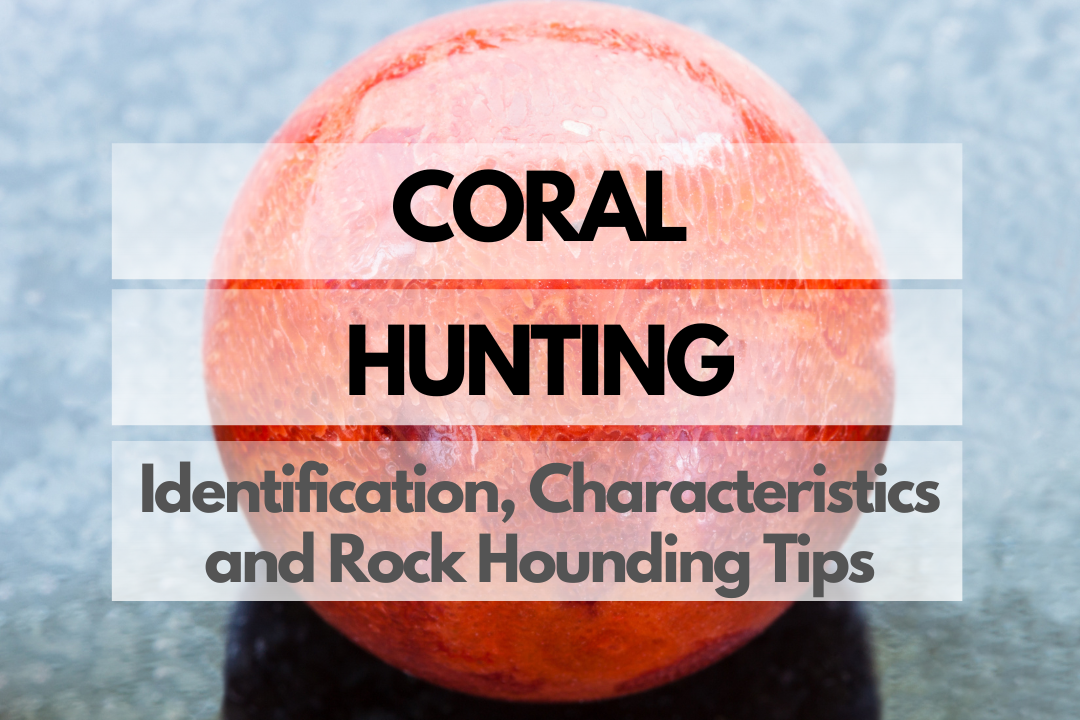 Coral Rock Hounding