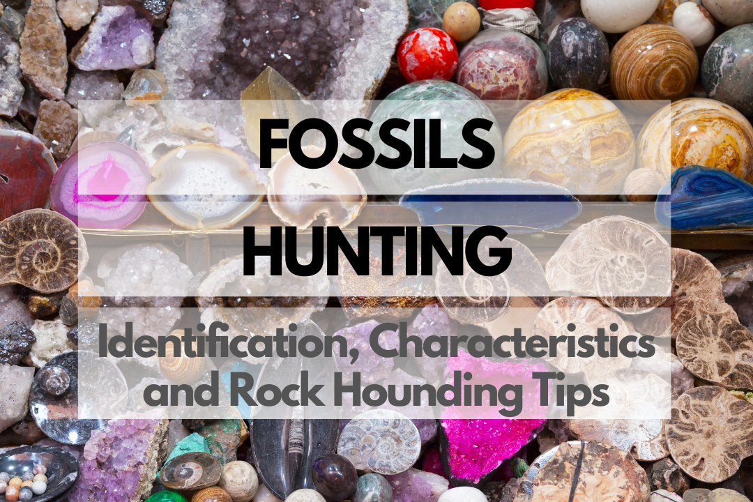 Fossils Rock Hounding
