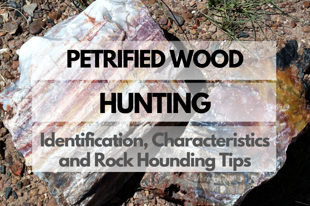 Petrified wood Rock Hounding